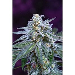 TGA SubCool Genetics Killer Grape Regular