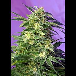 Sweet Seeds Killer Kush Auto Feminized