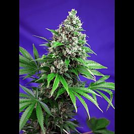 Sweet Seeds Killer Kush F1 Fast Version Feminized