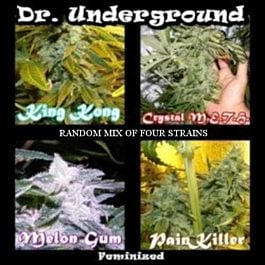 Dr Underground Surprise Killer Mix 4 Feminized