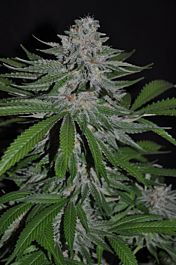 Allstar Genetics King Kong Feminized
