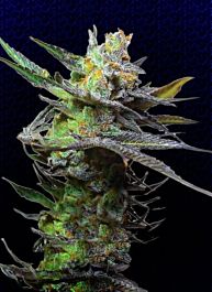 Big Buddha King Kong Feminized