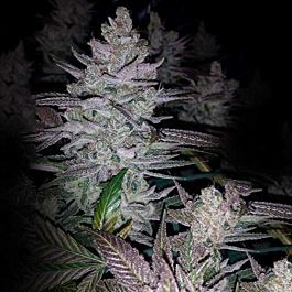 Dark Horse Genetics King's Banner Regular