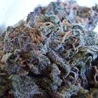 Reeferman Seeds Kings Cross Regular