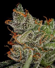 Green House Company King's Kush Feminised