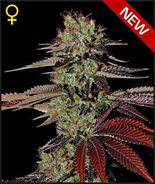 Green House Company King's Kush Auto Feminised