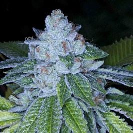 Archive Seeds KirkWood OG Regular