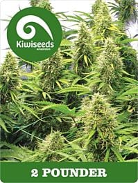Kiwi Seeds 2 Pounder Feminized