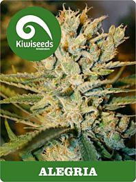 Kiwi Seeds Alegria Regular