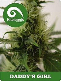 Kiwi Seeds Daddy's Girl Feminized