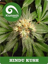 Kiwi Seeds Hindu Kush Regular