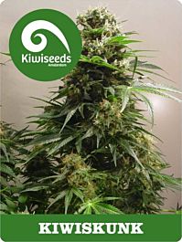 Kiwi Seeds Kiwiskunk Regular