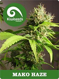 Kiwi Seeds Mako Haze Regular