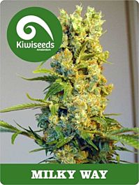 Kiwi Seeds Milky Way Regular