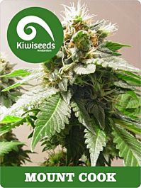 Kiwi Seeds Mount Cook Feminized