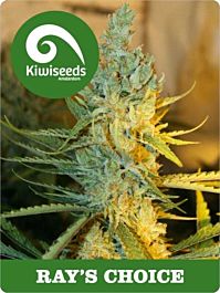 Kiwi Seeds Ray's Choice Feminized
