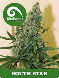 Kiwi Seeds South Star Regular