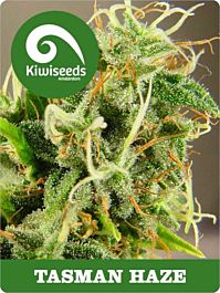 Kiwi Seeds Tasman Haze Regular