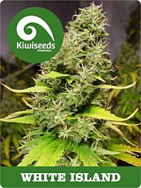 Kiwi Seeds White Island Regular