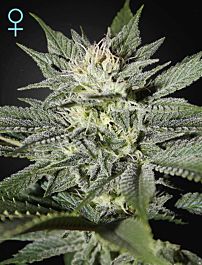 Green House Company King's Kush CBD Feminised