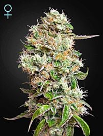 Green House Company King's Kush Auto CBD Feminised