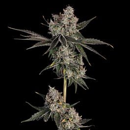Knockout Feminized - Happy Valley Genetics