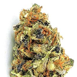Heavyweight Seeds K.O Kush Feminized