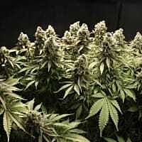 Reeferman Seeds Kodiac Gold Regular