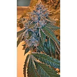 Reserva Privada Kosher Kush Regular