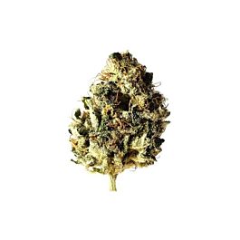 Amsterdam Genetics Kosher Choco Kush Feminized