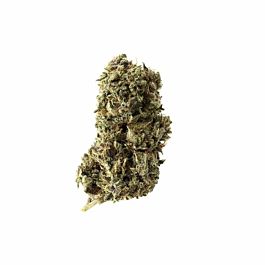 Amsterdam Genetics Kosher Tangie Kush Feminized
