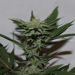 Purple Caper Seeds Krippy Kush Regular