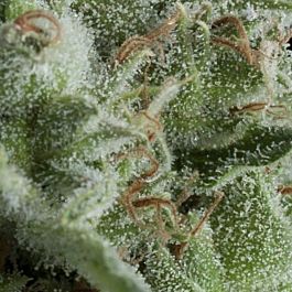 Pyramid Seeds Auto Kryptonite Feminized