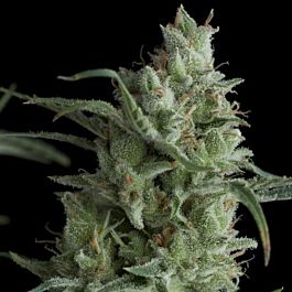 Pyramid Seeds Kryptonite Feminized
