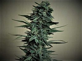 Kalashnikov Seeds Kubanskiy Ubiyza Feminized