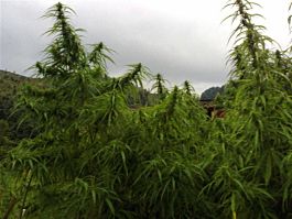 The Real Seed Company Kumaoni Regular