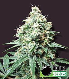 Bomb Seeds Kush Bomb Feminized