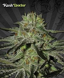 Auto Seeds Kush Doctor Auto Feminized