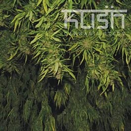 Kush Seeds Afghani Kush Feminized