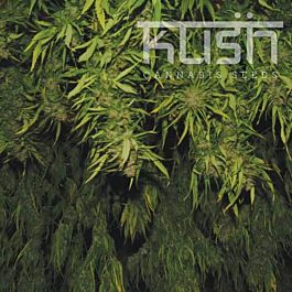 Kush Seeds Afghani Kush Regular