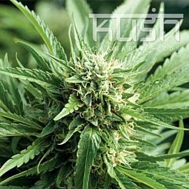 Kush Seeds Blueberry Kush Regular