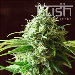 Kush Seeds Cheese Kush Regular