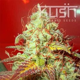 Kush Seeds Critical Kush Regular