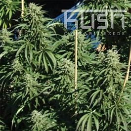 Kush Seeds Diesel Kush Regular