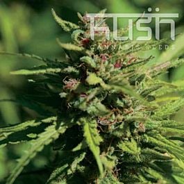 Kush Seeds Fire Kush Feminized