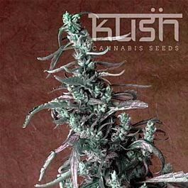 Kush Seeds Haze Kush Regular