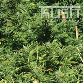 Kush Seeds Lemon Kush Regular