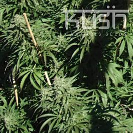 Kush Seeds Sour Kush Regular