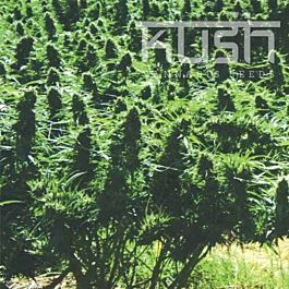 Kush Seeds Sweet Kush Feminized