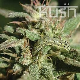 Kush Seeds White Kush Feminized